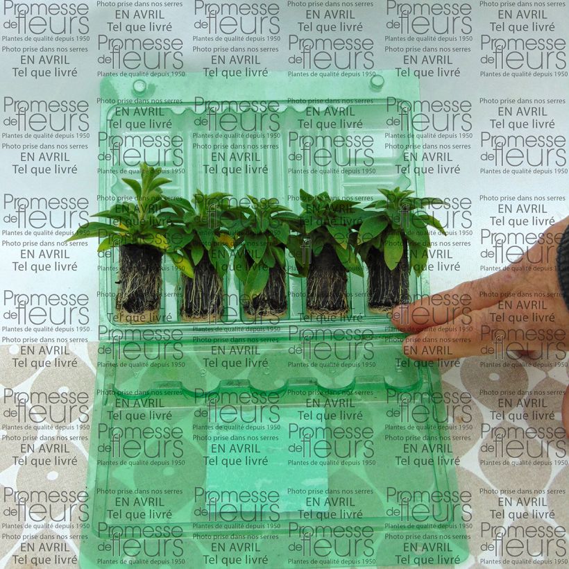 Exemple de spécimen de Pétunia Designer Rose Star Mini-motte Ø 3/4 cm, Plant vert d'environ 5 à 10 cm de haut tel que livré