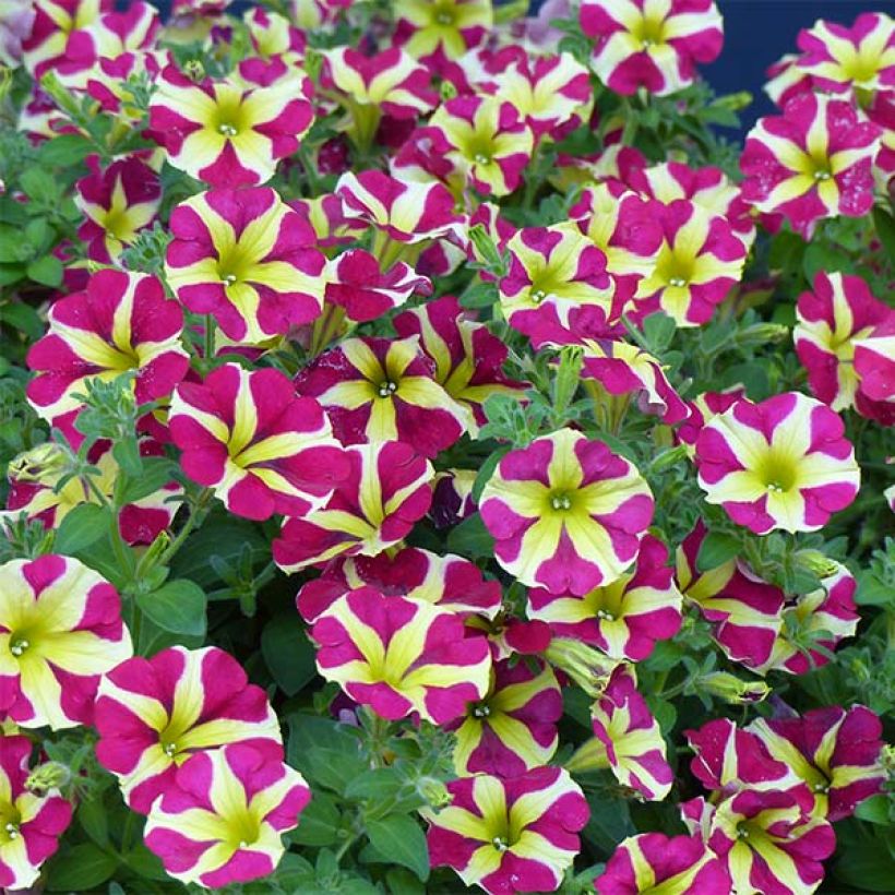 Pétunia Amore Queen of Hearts (Floraison)