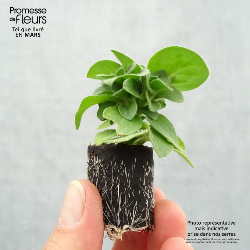 Spécimen de Pétunia Amore Queen of Hearts Mini-motte Ø 3/4 cm, Plant vert d'environ 5 à 10 cm de haut tel que livré au printemps