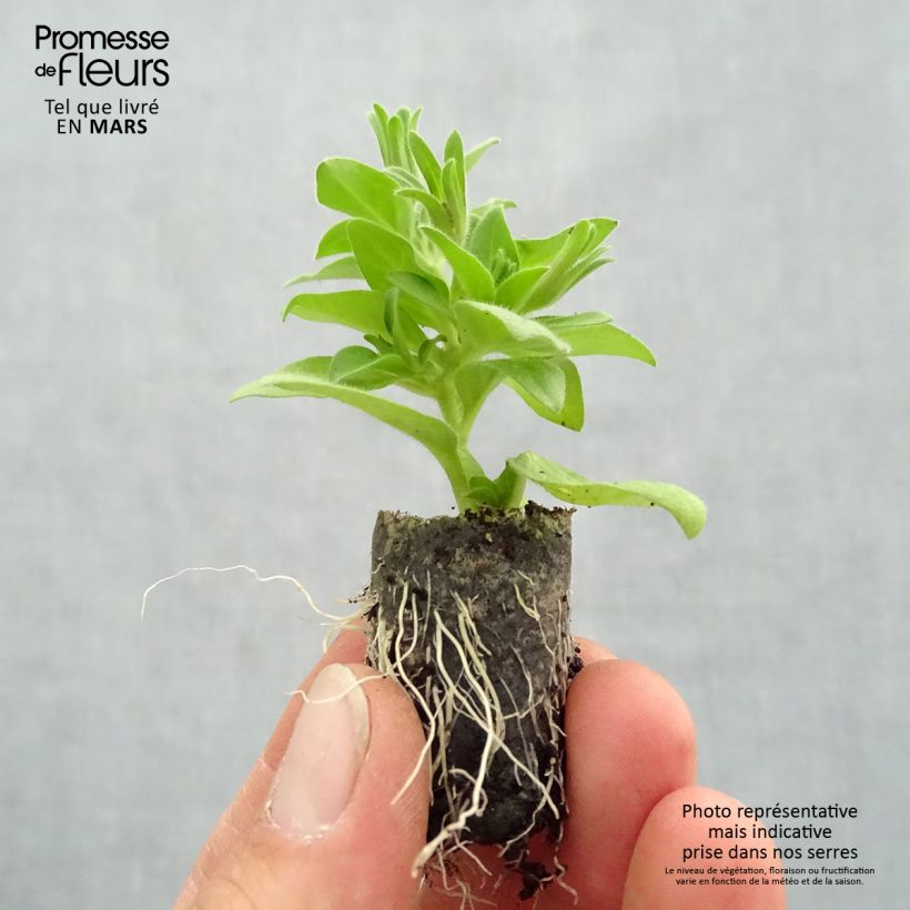 Spécimen de Petunia Baby Doll Mini-motte Ø 1,5/2,5 cm tel que livré au printemps