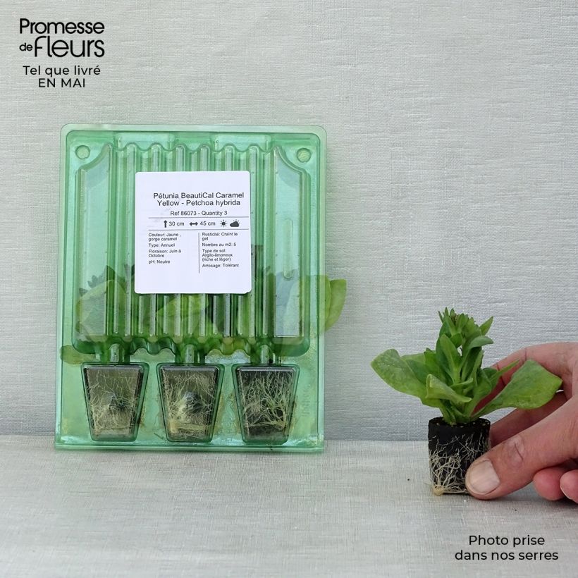 Spécimen de Pétunia BeautiCal Caramel Yellow - Petchoa hybrida Mini-motte Ø 3/4 cm, Plant vert de 5 à 10 cm de haut tel que livré au printemps