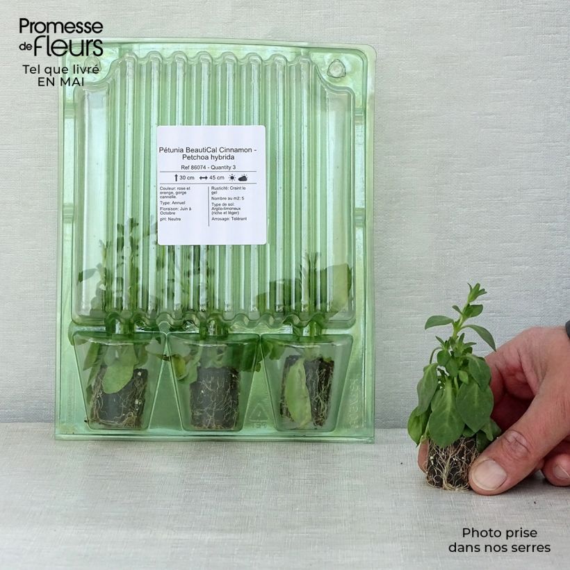 Spécimen de Pétunia BeautiCal Cinnamon - Petchoa hybrida Mini-motte Ø 3/4 cm, Plant vert de 5 à 10 cm de haut tel que livré au printemps