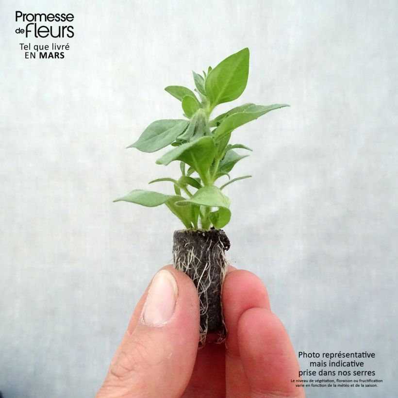 Spécimen de Pétunia BeautiCal Pearl White - Petchoa hybrida Mini-motte Ø 3/4 cm tel que livré au printemps