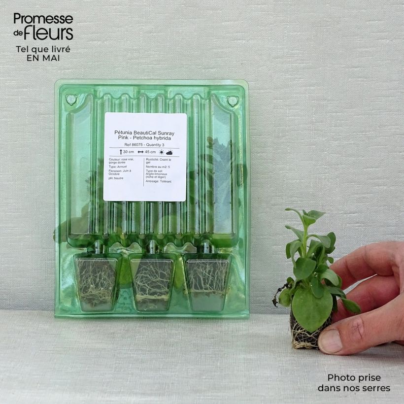 Spécimen de Pétunia BeautiCal Sunray Pink - Petchoa hybrida Mini-motte Ø 3/4 cm, Plant vert de 5 à 10 cm de haut tel que livré au printemps