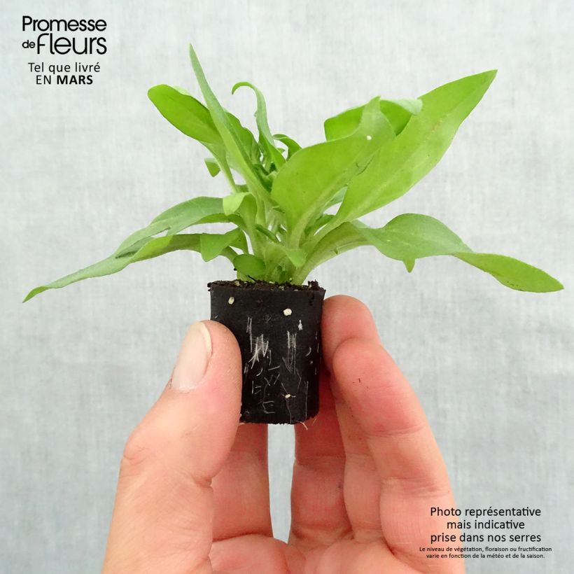 Spécimen de Pétunia Black Ray Mini-motte Ø 3/4 cm, Livré en plant vert de 5 à 10 cm de hauteur tel que livré au printemps