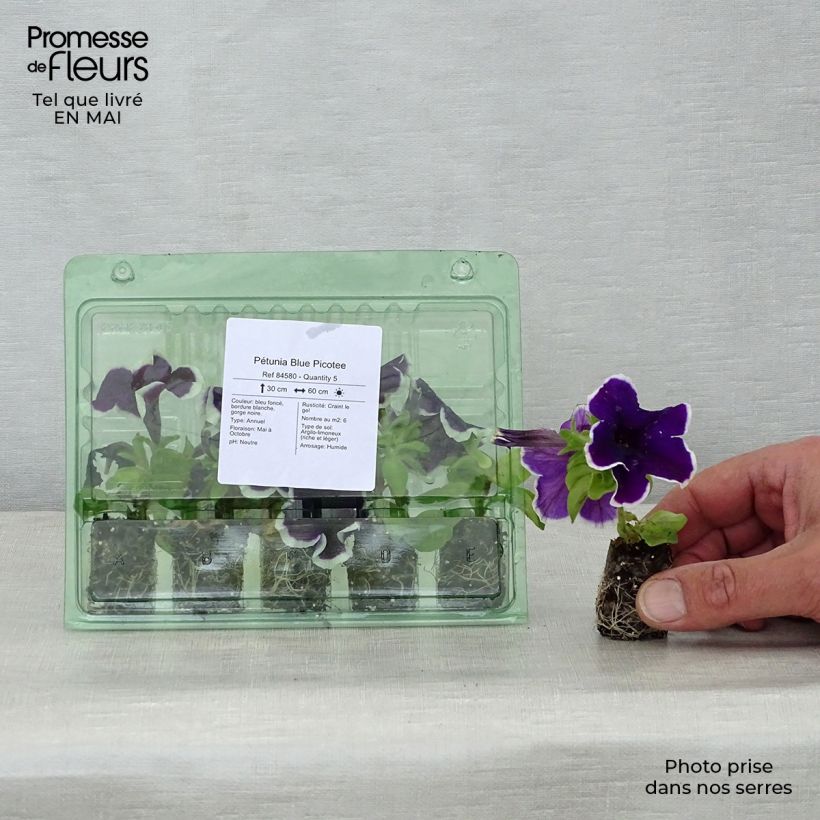 Spécimen de Pétunia Blue Picotee Mini-motte Ø 1,5/2,5 cm, Plant vert de 5 à 10 cm de haut tel que livré au printemps