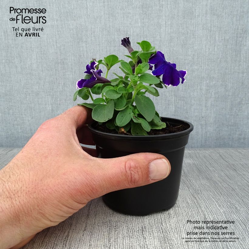 Spécimen de Pétunia Blue Picotee Godet de 8/9 cm tel que livré au printemps