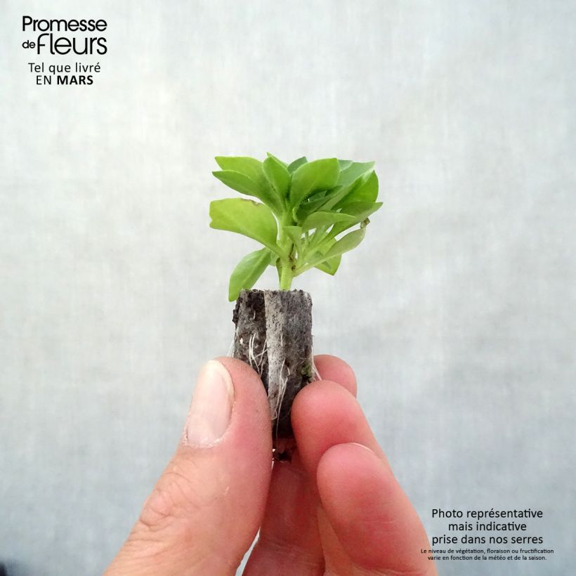 Spécimen de Petunia Capella Baby Pink Mini-motte Ø 3/4 cm tel que livré au printemps