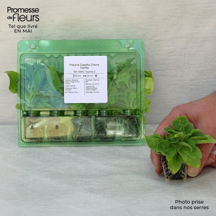 Spécimen de Petunia Capella Cherry Vanilla Mini-motte Ø 3/4 cm tel que livré au printemps