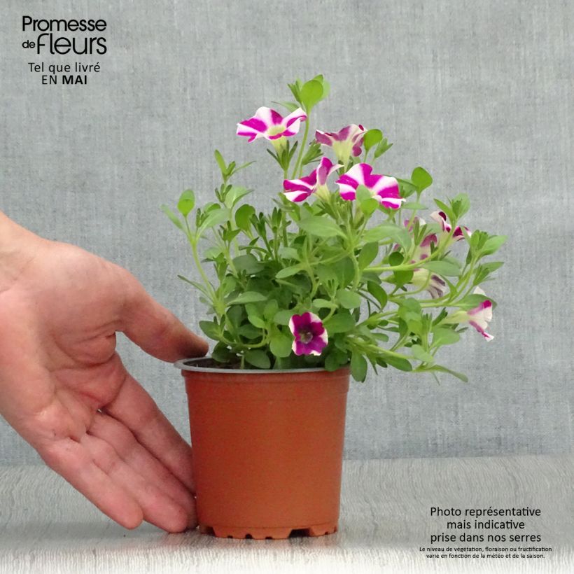 Spécimen de Pétunia Cascadias Bicolor Cabernet Godet de 8/9 cm tel que livré au printemps