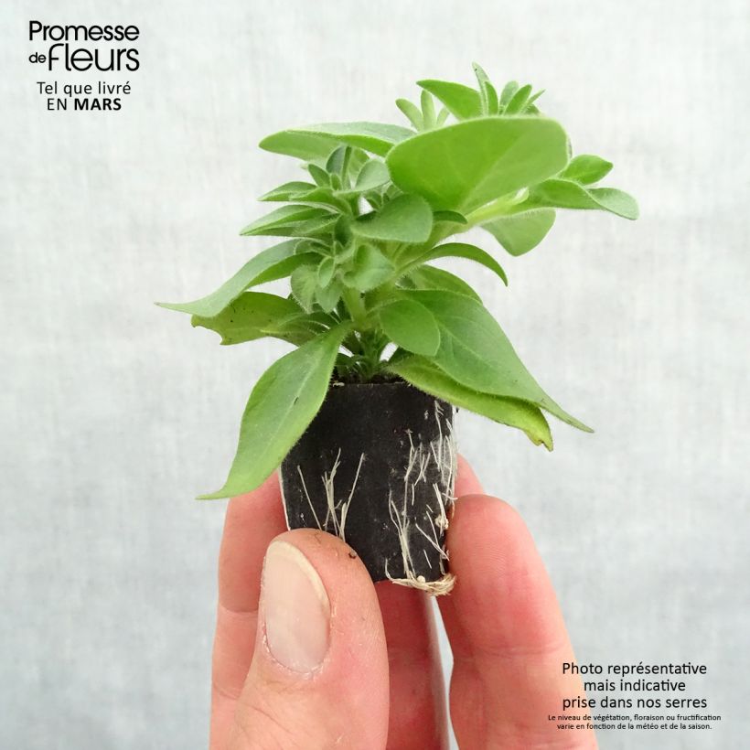 Spécimen de Pétunia Cascadias Indian Summer Mini-motte Ø 3/4 cm, Plant vert de 5 à 10 cm de haut tel que livré au printemps