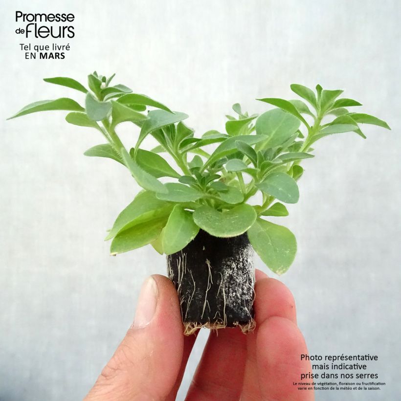 Spécimen de Pétunia Cascadias Rim Magenta Mini-motte Ø 3/4 cm, Plant vert de 5 à 10 cm de haut tel que livré au printemps