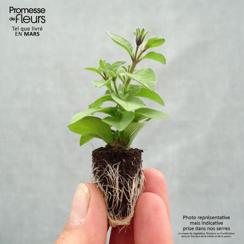 Spécimen de Pétunia Chocolina Mini-motte Ø 1,5/2,5 cm, Livré en plant vert de 5 à 10 cm de hauteur tel que livré au printemps