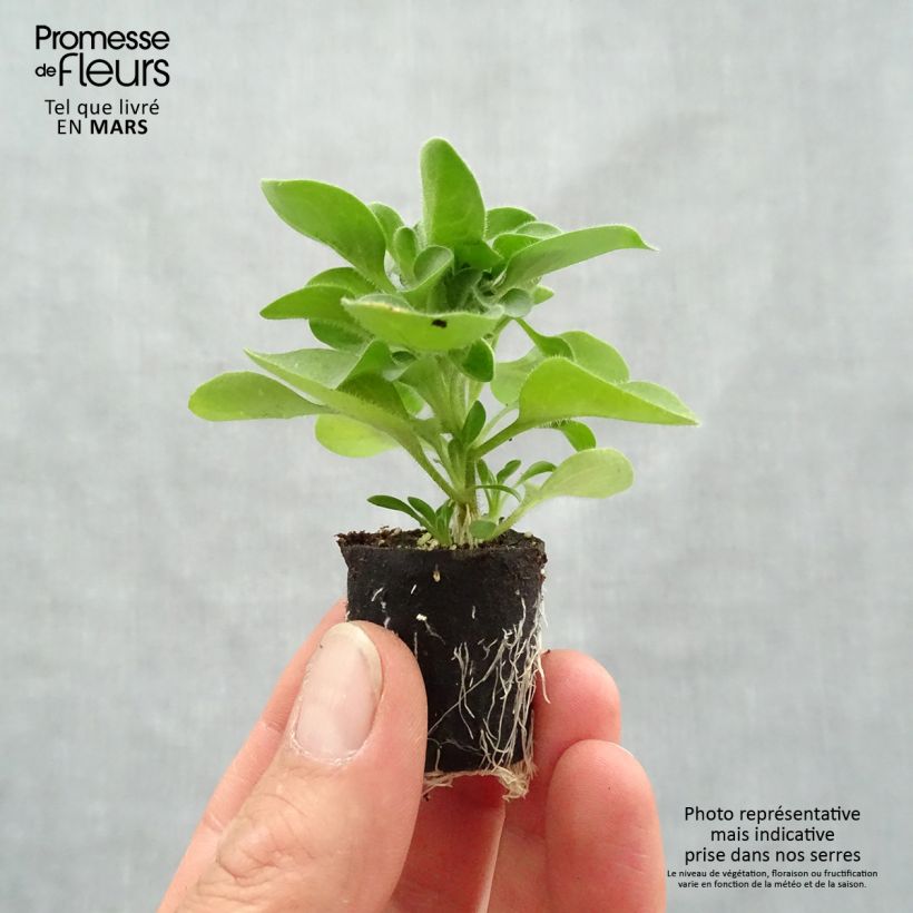 Spécimen de Petunia Crazytunia Cosmic Purple Mini-motte Ø 1,5/2,5 cm tel que livré au printemps