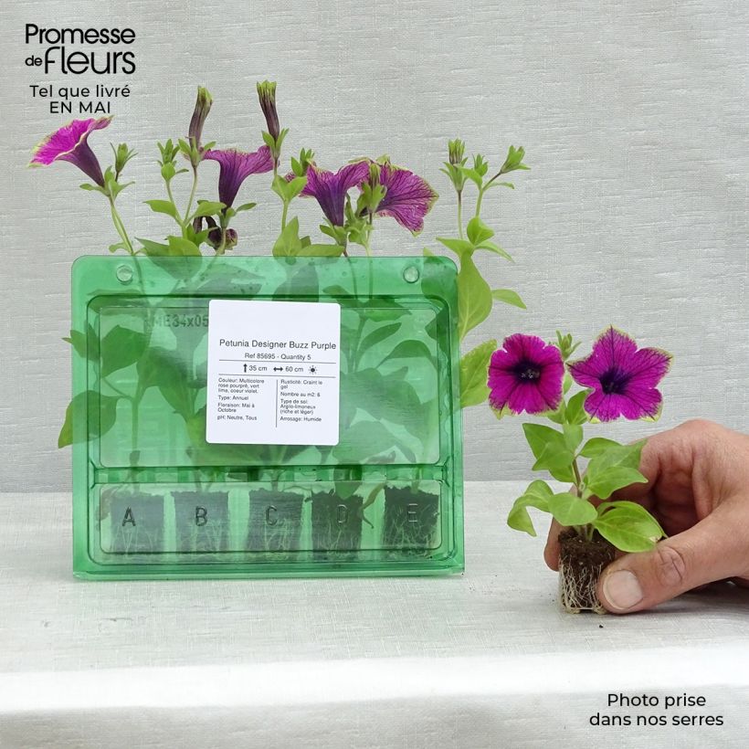 Spécimen de Petunia Designer Buzz Purple Mini-motte Ø 1,5/2,5 cm, Plant vert de 5 à 10 cm de haut tel que livré au printemps