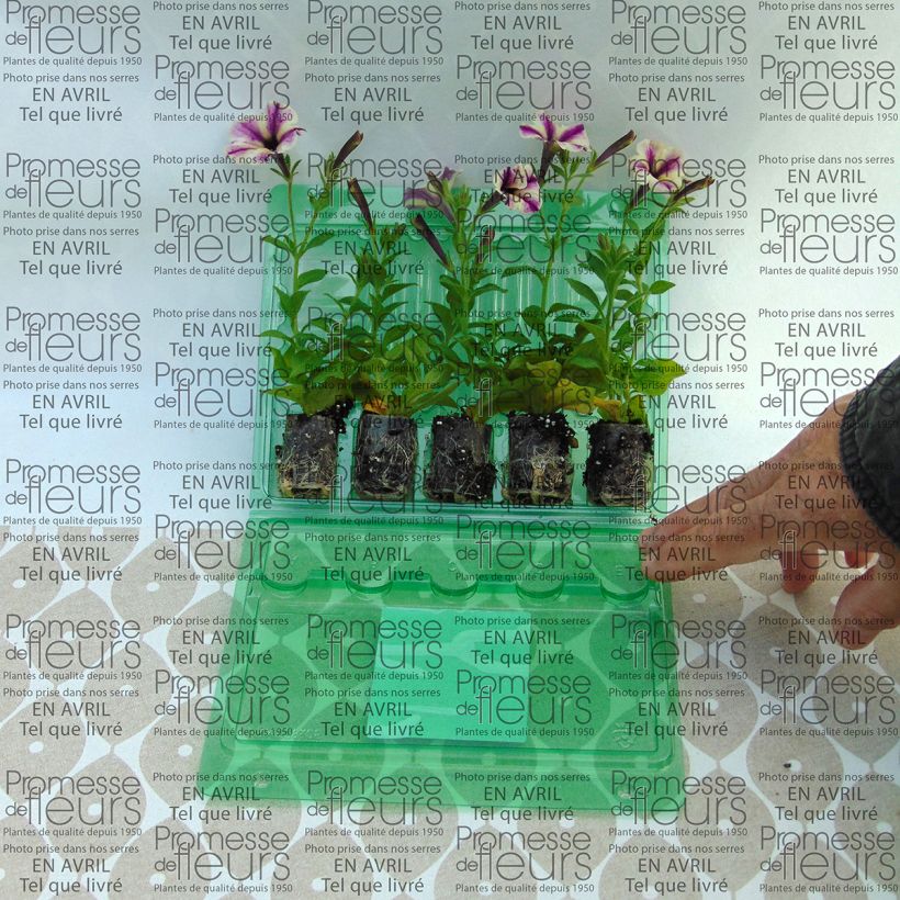 Exemple de spécimen de Pétunia Dreamstar Mini-motte Ø 3/4 cm, Plant vert d'environ 5 à 10 cm de haut tel que livré