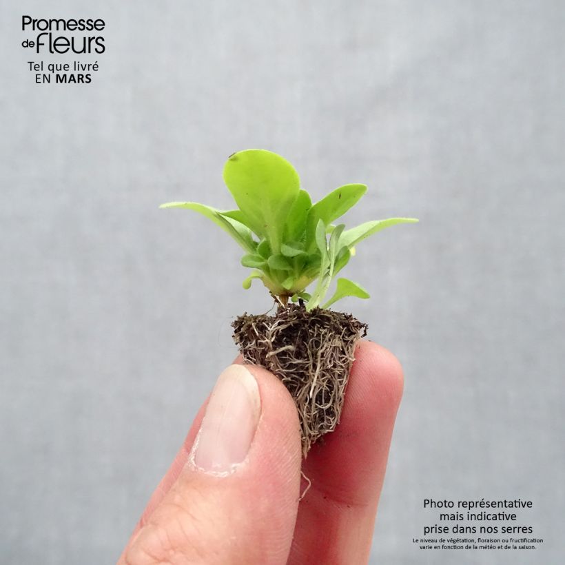 Spécimen de Pétunia Mambo en mélange Minimotte : motte 2,2 cm x 2 cm en plaque de culture par 35 tel que livré au printemps