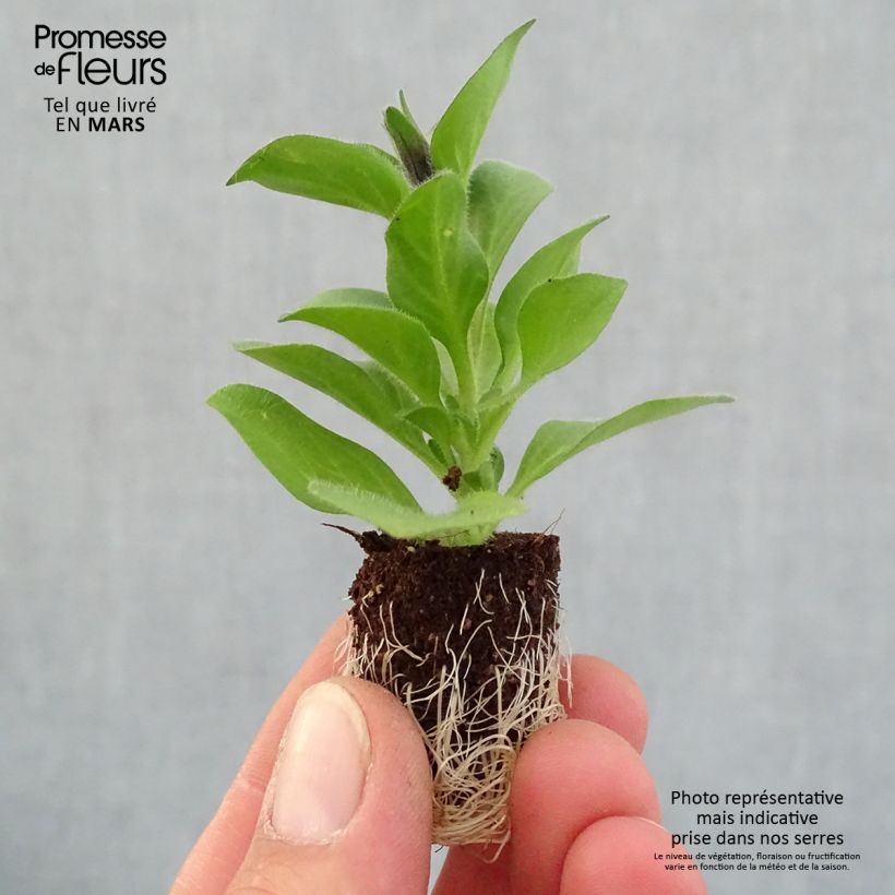 Example of Pétunia Merlot Mini-motte Ø 1,5/2,5 cm, Livré en plant vert de 5 à 10 cm de hauteur as you get in printemps