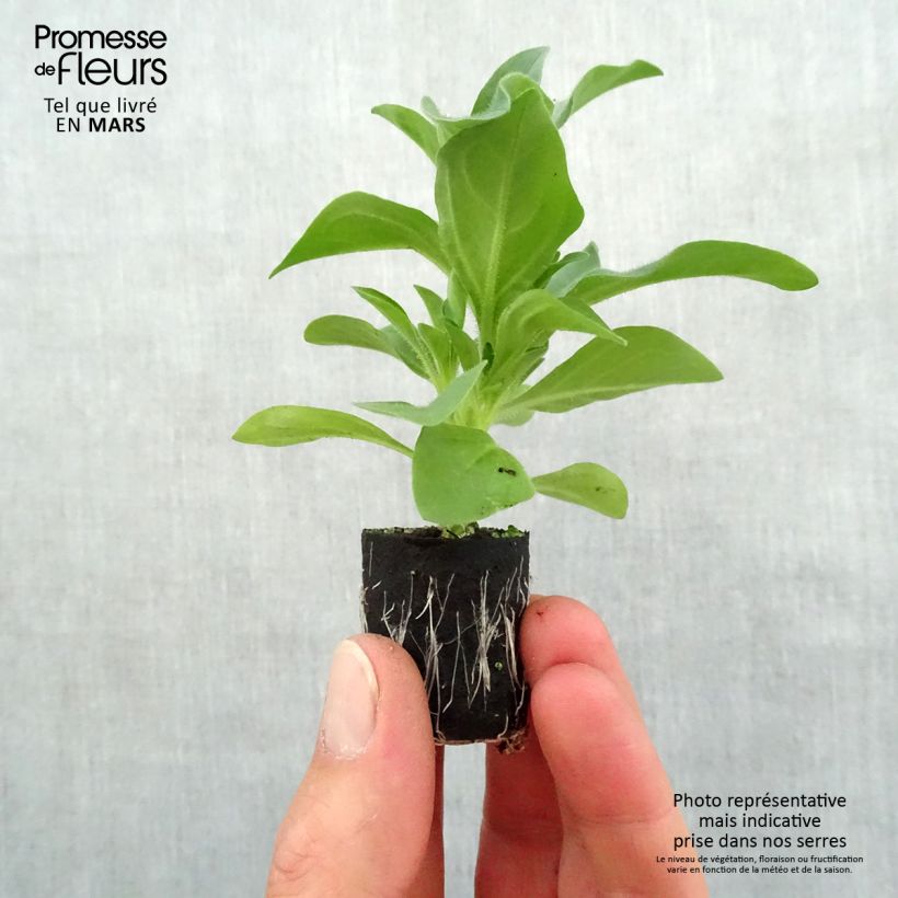 Spécimen de Pétunia Night Sky Mini-motte Ø 3/4 cm, Plant vert de 5 à 10 cm de haut tel que livré au printemps