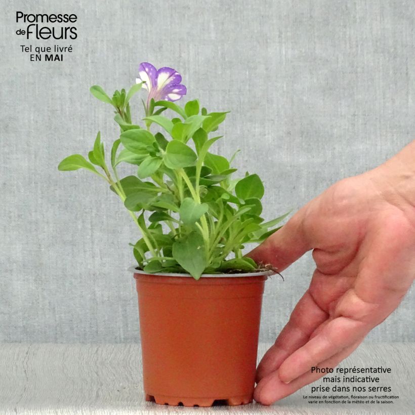 Spécimen de Pétunia Night Sky Pot de 10 cm/11cm tel que livré au printemps