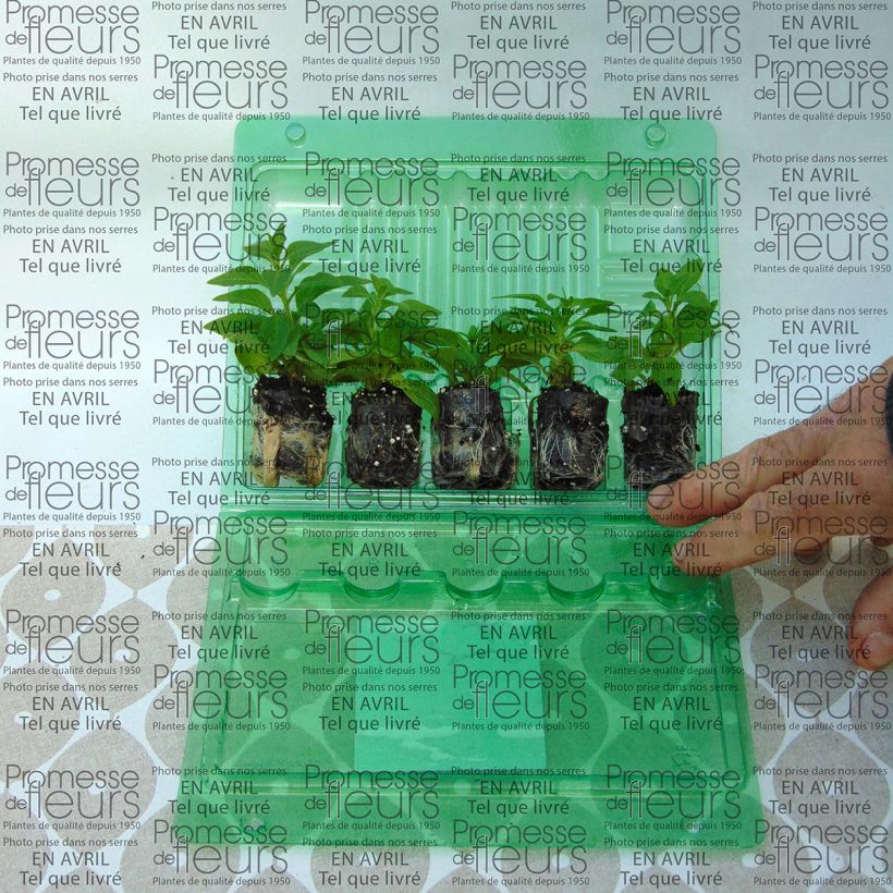 Exemple de spécimen de Petunia Pink Star Mini-motte Ø 3/4 cm, Plant vert d'environ 5 à 10 cm de haut tel que livré