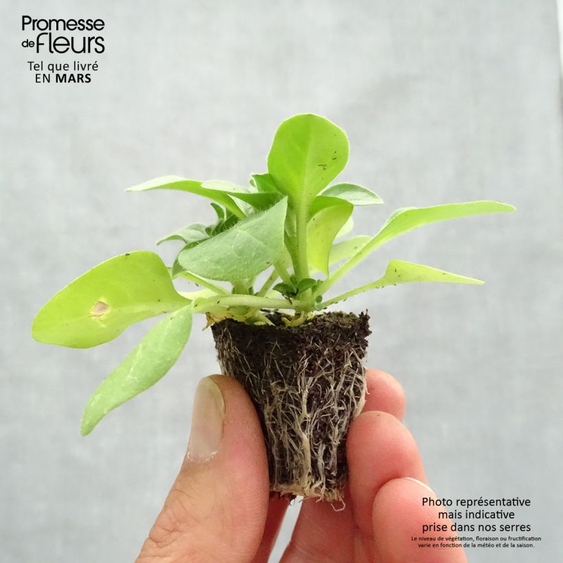 Spécimen de Pétunia Pirouette Rose Jardimotte : motte 3,8 cm x 3,2 cm en plaque de culture par 16 tel que livré au printemps