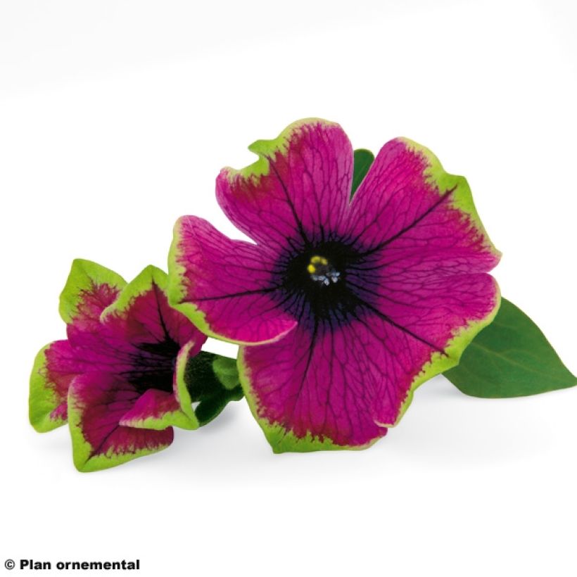 Pétunia Pretty Much Picasso (Floraison)