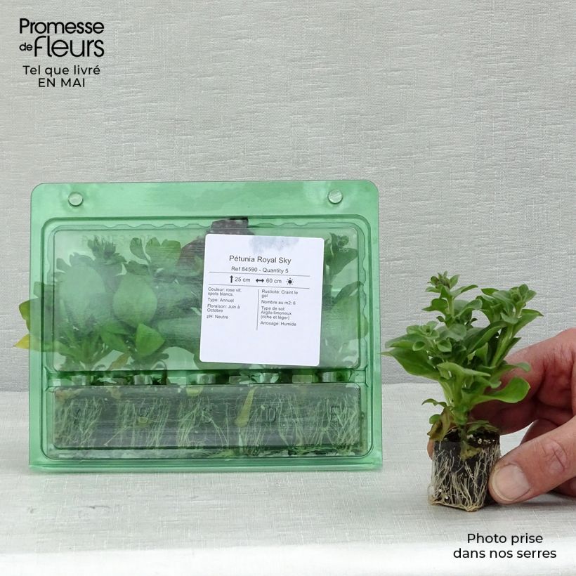 Spécimen de Pétunia Royal Sky Mini-motte Ø 3/4 cm, Plant vert de 5 à 10 cm de haut tel que livré au printemps