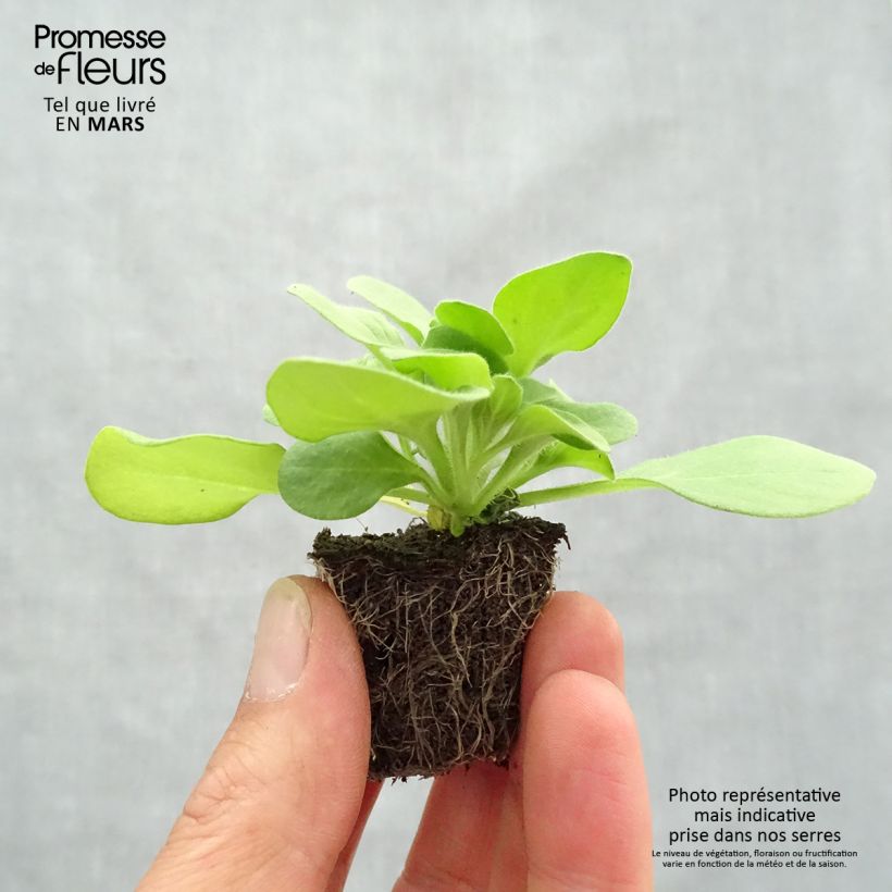 Spécimen de Pétunia Sophistica Blackberry Jardimotte : motte 3,8 cm x 3,2 cm en plaque de culture par 16, Plant vert de 5 à 10 cm de haut tel que livré au printemps