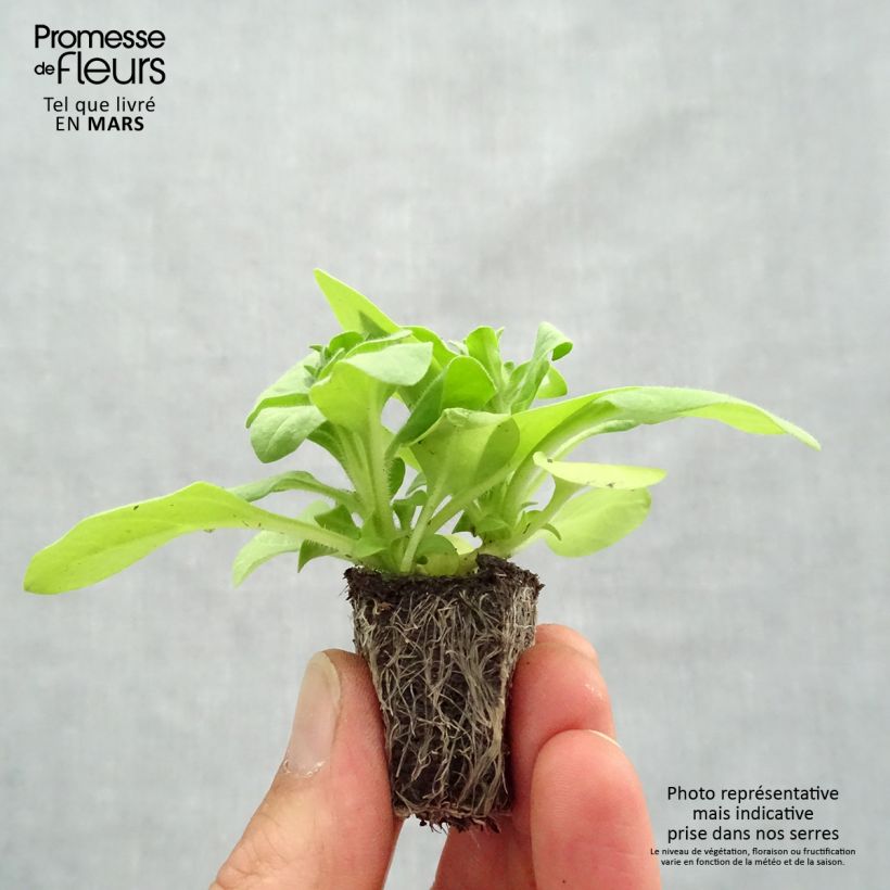 Spécimen de Pétunia Sophistica Lime Green Jardimotte : motte 3,8 cm x 3,2 cm en plaque de culture par 16, Livré en plant vert de 5 à 10 cm de hauteur tel que livré au printemps