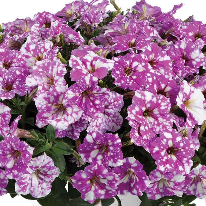 Petunia Splash Dance Fuchsia Flamenco (Floraison)