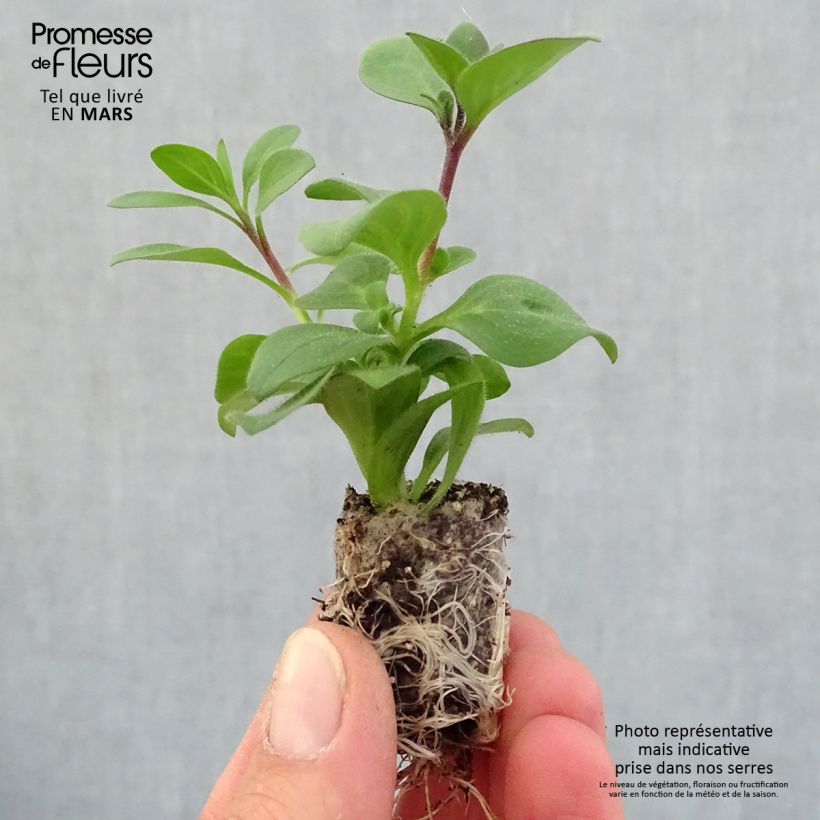 Spécimen de Pétunia Supertunia Bordeaux Mini-motte Ø 1,5/2,5 cm, Livré en plant vert de 5 à 10 cm de hauteur tel que livré au printemps