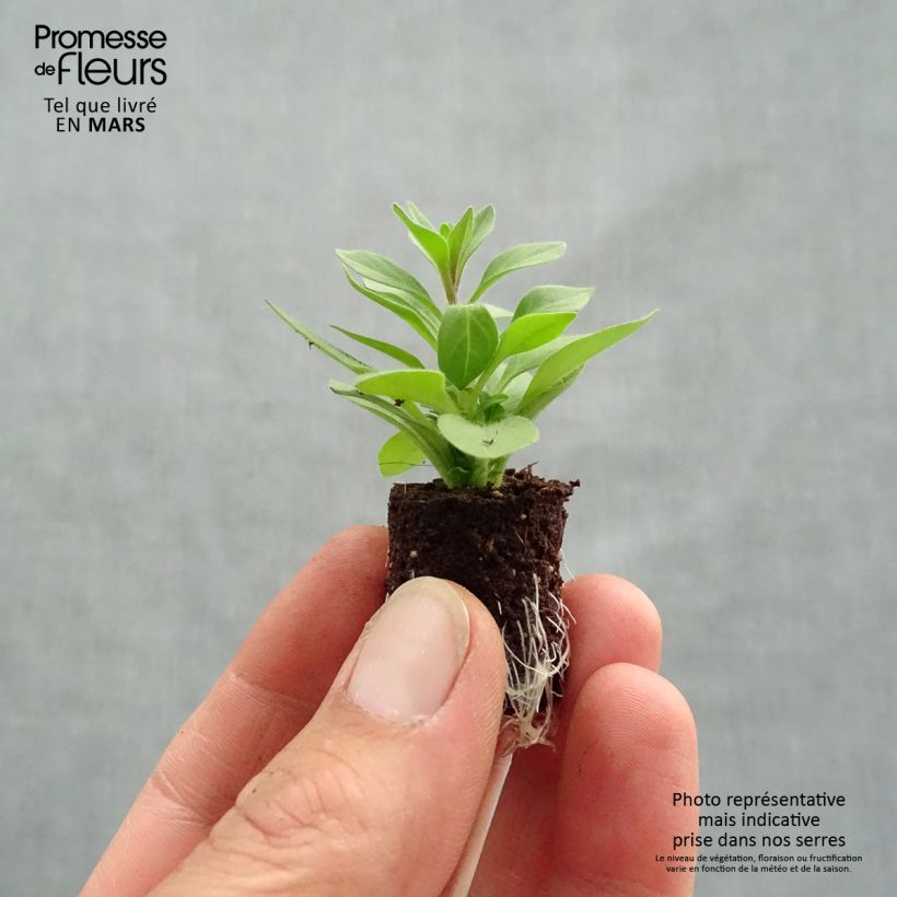 Spécimen de Pétunia Supertunia Mini Vista Violet Star Mini-motte Ø 1,5/2,5 cm tel que livré au printemps