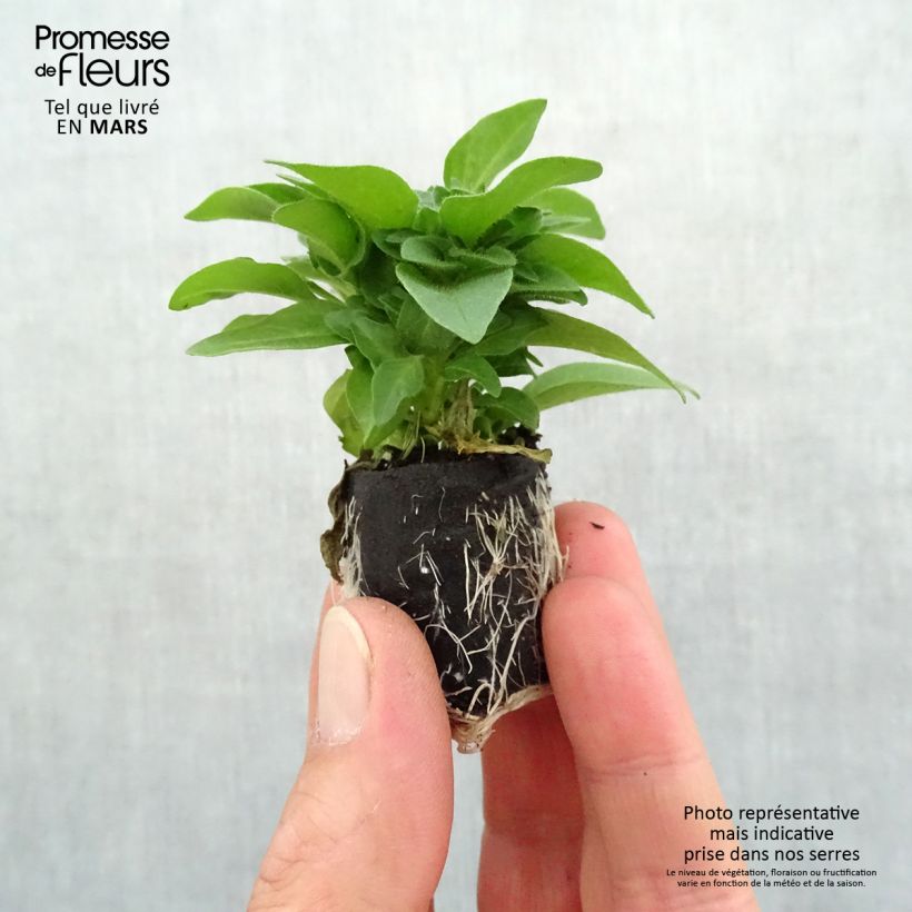 Spécimen de Pétunia Supertunia Pink Star Mini-motte Ø 3/4 cm tel que livré au printemps