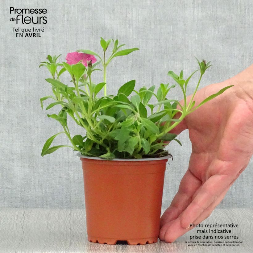 Spécimen de Pétunia Supertunia Pink Star Godet de 8/9 cm tel que livré au printemps