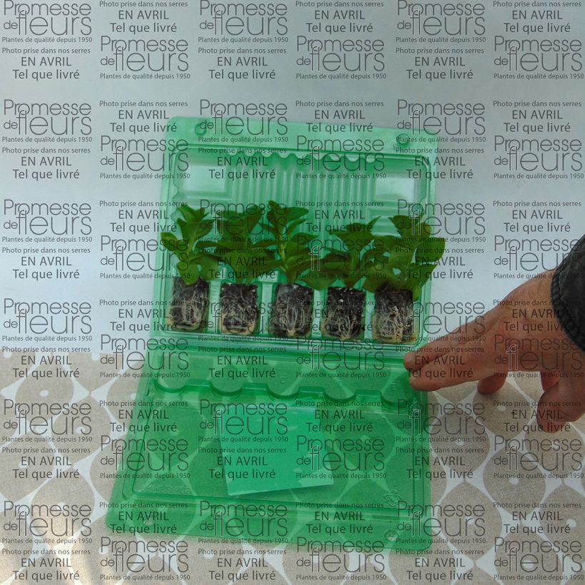 Exemple de spécimen de Pétunia Supertunia Raspberry Blast Mini-motte Ø 3/4 cm, Livré en plant vert de 5 à 10 cm de hauteur tel que livré