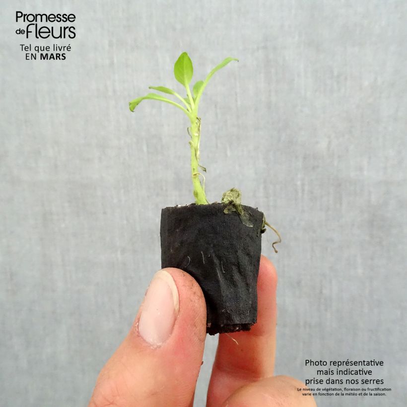 Spécimen de Pétunia Supertunia Vista Bubblegum Mini-motte Ø 3/4 cm, Plant vert de 5 à 10 cm de haut tel que livré au printemps