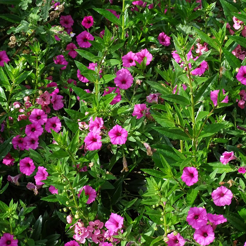 Pétunia Supertunia Vista Bubblegum (Port)
