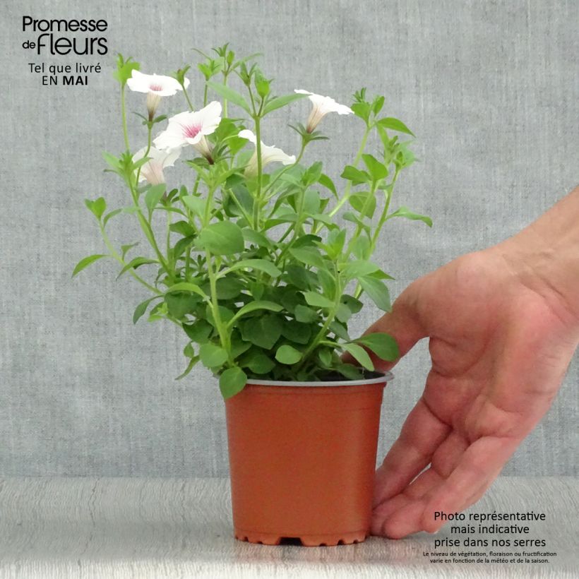 Spécimen de Pétunia Supertunia Vista® Silverberry Godet de 8/9 cm tel que livré au printemps