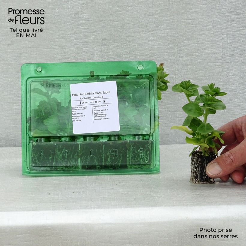 Spécimen de Pétunia Surfinia Coral Morn Mini-motte Ø 3/4 cm, Plant vert de 5 à 10 cm de haut tel que livré au printemps