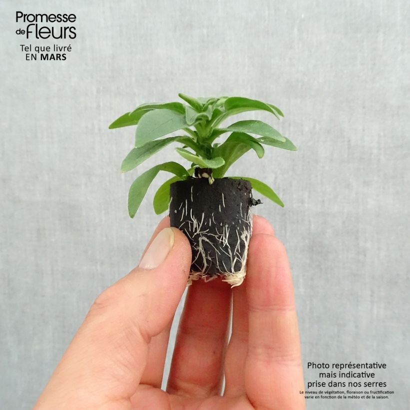 Spécimen de Pétunia Surfinia Deep Red rouge foncé Mini-motte Ø 3/4 cm, Plant vert de 5 à 10 cm de haut tel que livré au printemps