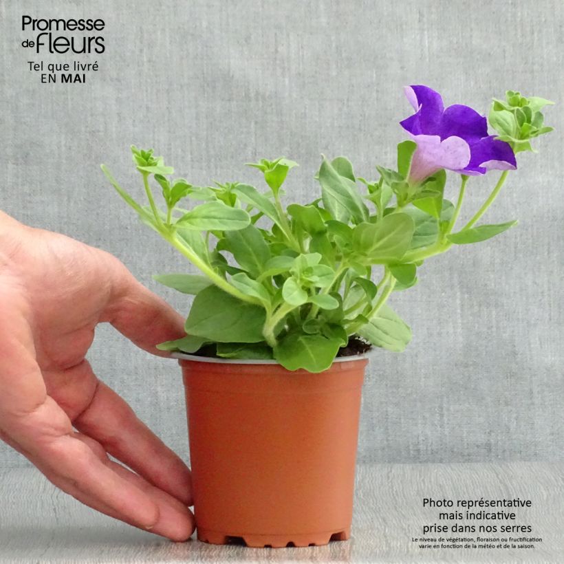 Spécimen de Pétunia Surfinia Giant Blue Godet de 8/9 cm tel que livré au printemps