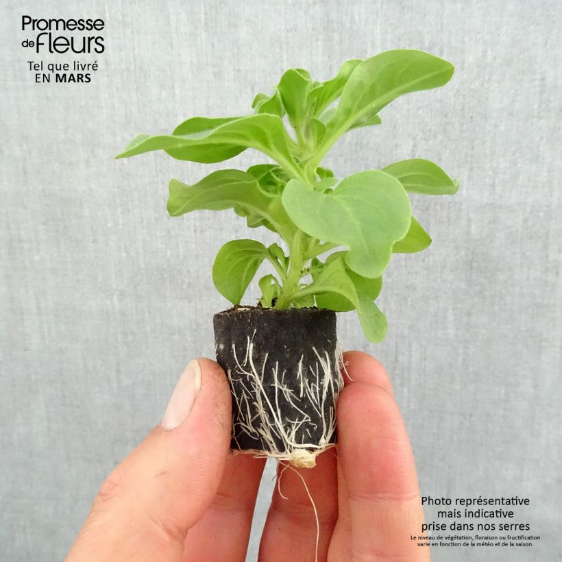 Spécimen de Pétunia Surfinia Heavenly Blue Mini-motte Ø 3/4 cm, Plant vert de 5 à 10 cm de haut tel que livré au printemps