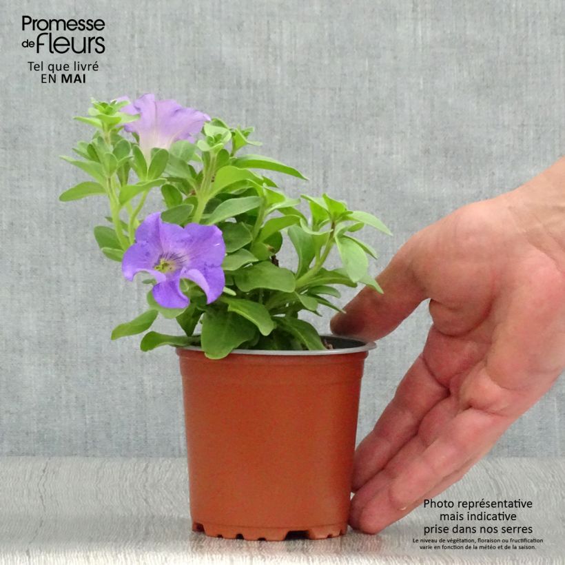 Spécimen de Pétunia Surfinia Heavenly Blue Godet de 8/9 cm tel que livré au printemps