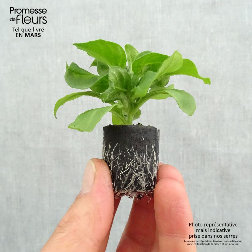 Spécimen de Pétunia Surfinia Hot Pink rose vif Mini-motte Ø 3/4 cm, Plant vert de 5 à 10 cm de haut tel que livré au printemps