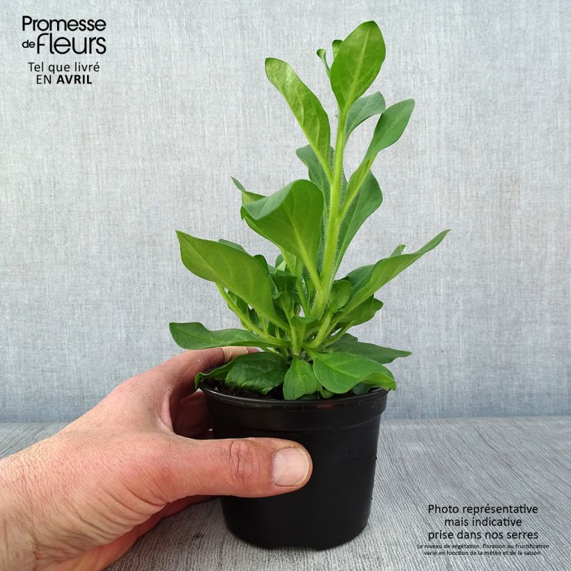 Spécimen de Pétunia Surfinia Hot Pink rose vif Pot de 10 cm/11cm tel que livré au printemps