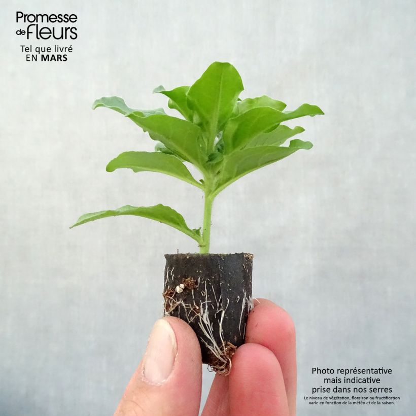 Spécimen de Pétunia Surfinia Purple Mini-motte Ø 3/4 cm, Plant vert de 5 à 10 cm de haut tel que livré au printemps