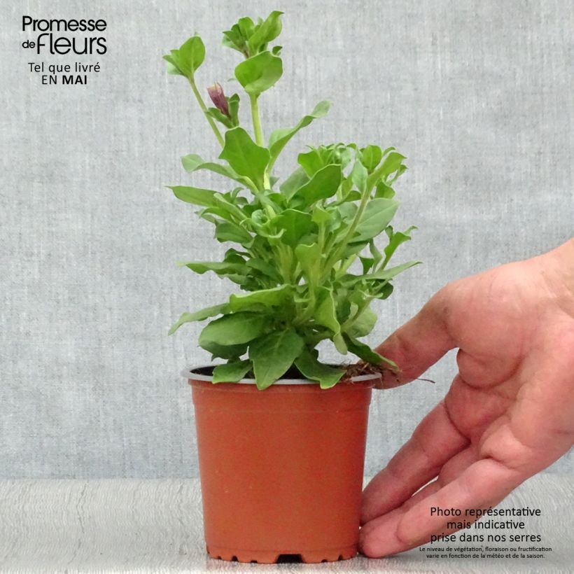 Spécimen de Pétunia Surfinia Purple Godet de 8/9 cm tel que livré au printemps