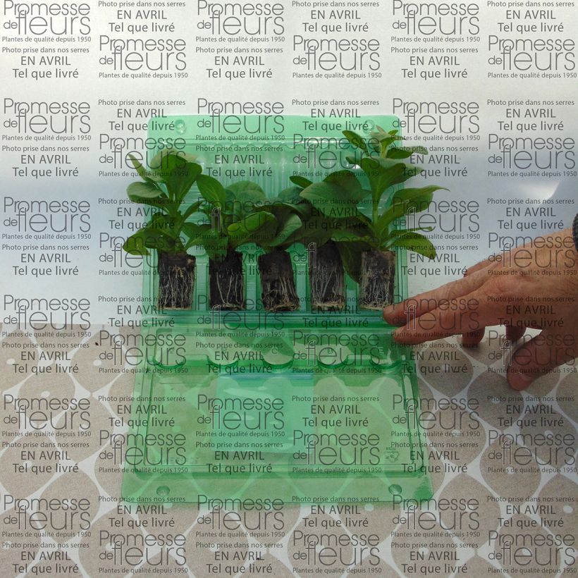 Exemple de spécimen de Pétunia Surfinia Sky Blue Mini-motte Ø 3/4 cm, Plant vert de 5 à 10 cm de haut tel que livré