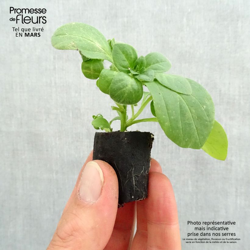 Spécimen de Pétunia Surfinia Snow blanc Mini-motte Ø 3/4 cm, Livré en plant vert de 5 à 10 cm de hauteur tel que livré au printemps